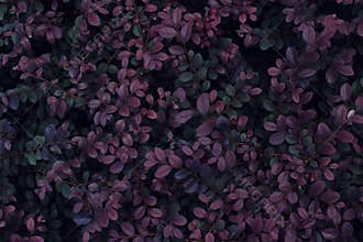 Real tropical leaves background, jungle foliage