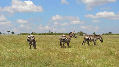 Herd of zebras grazing in savanna at africa