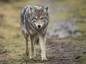 Coyote