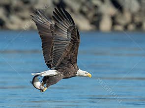 Bald Eagle