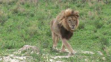 Lion wild dangerous mammal africa savannah Kenya