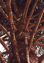 Monkey puzzles tree branches