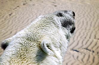 A polar white bear in the desert. A future possible effect of climate change.