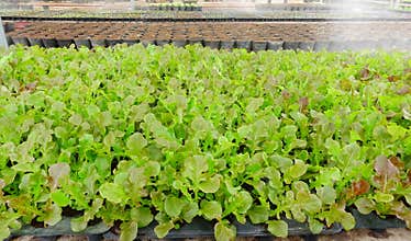 Growing Organic vegetable farms