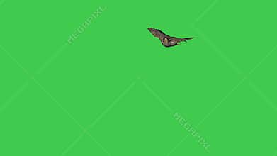 flying Great American Horned Owl on green screen for your various custom intro, title and scene compositions