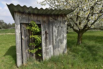 Little Hut under Cherry Blossom