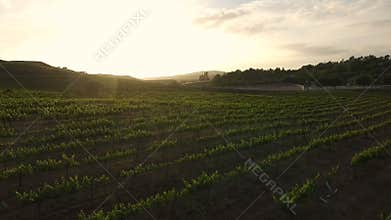 Drone flying over Temecula Wine Country
