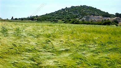 The field on the wind
