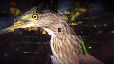 Wildlife documentary title with animals species such as mammal reptile bird insect in technology background