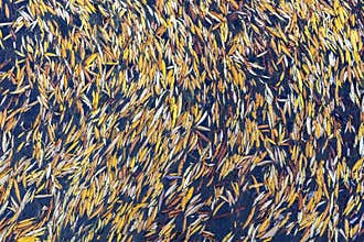 Autumn fallen leaves floating densely on river water surface close‑up