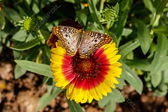 White Peacock Butterfly on Gaillarda Blanket Flower