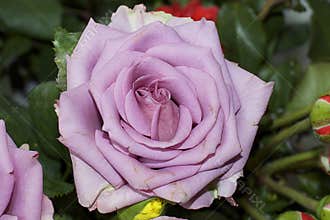Colorful rose