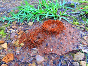 pair of ant beds