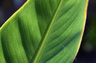 Bird of Paradise leaf Strelitzia