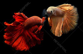 Betta or Saimese fighting fish.