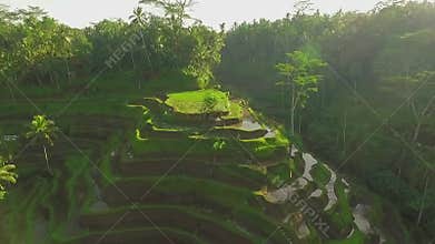 Rice terrace field aerial shot, green paddy field in Bali, Indonesia