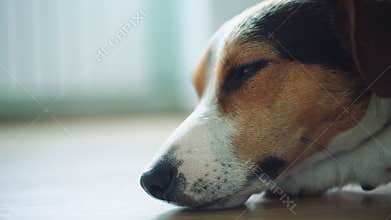 The dog lies on the floor and falls asleep.