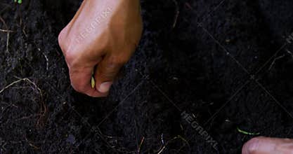 Senior man planting seeds in the soil