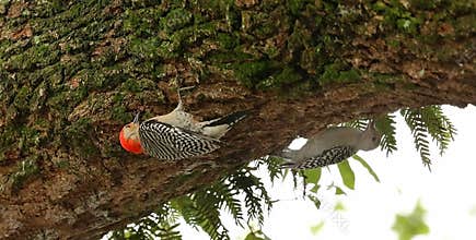 Two Red Bellied Woodpeckers searching for food