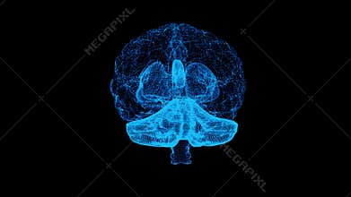 3d animation design of human brain and brain stem in alpha background with mri scan in creativity concept