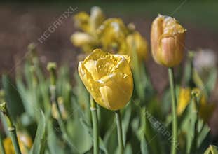 Fringed Yellow Tulip, Dallas Arboretum