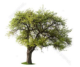 Isolated apple tree