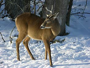 Young Buck In Winter