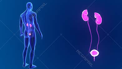 Urinary system zoom with organs and circulatory system