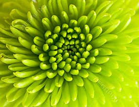 Green chrysanthemum