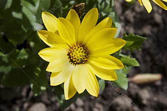 Spring flowers