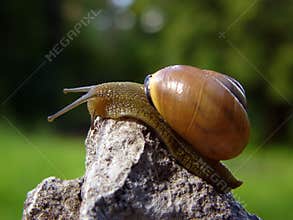 Snail