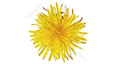 Dandelion flower bud opening, in bloom. Time lapse video