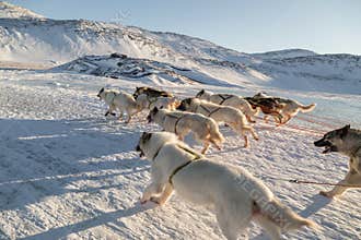 Dog sledding - side view of fast running Greenland dogs across f