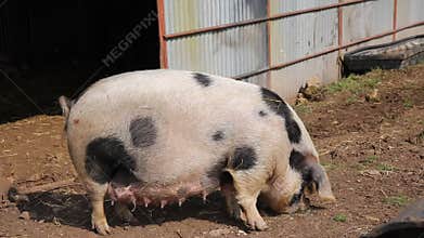 Spotted sow female pig Pietrain breed looking to camera