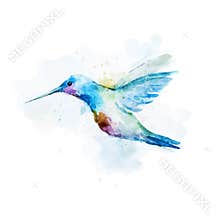 Watercolor colibri bird