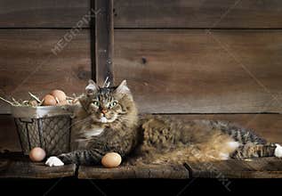 Cat with Chicken Eggs