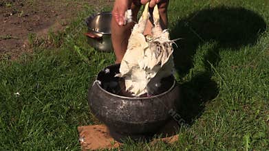Farmer woman hands pick pluck killed broiler chicken feathers