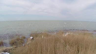 Island hosting colonies of dalmatian pelicans, aerial view