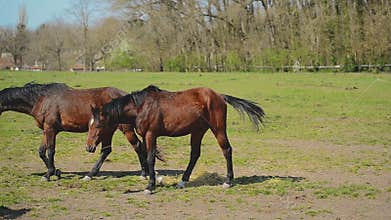 Group of Young Horses Graze on the Farm Ranch and Leaving the Scene, Animals on Summer Pasture