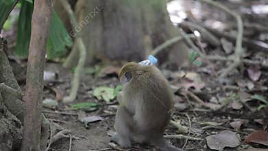 Monkey play with plastic bottle