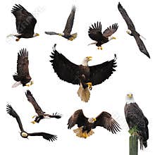 Bald eagles.