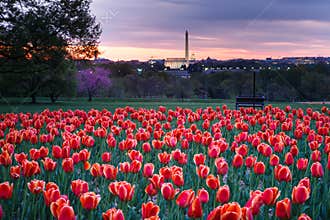 Hillside of Tulips Overlooking Washington DC Monuments