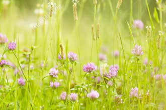 Abstract nature flowers background spring and summer.
