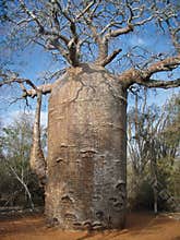 Baobab Tree