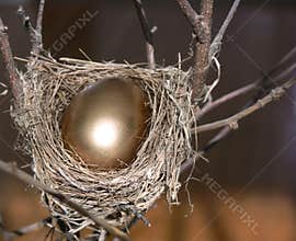 Nest Egg