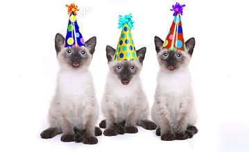 Siamese Kittens Celebrating a Birthday With Hats