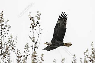 American bald eagle in flight