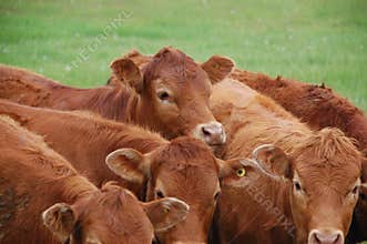 Cattle Herd
