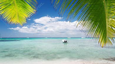 Palm trees on tropical island