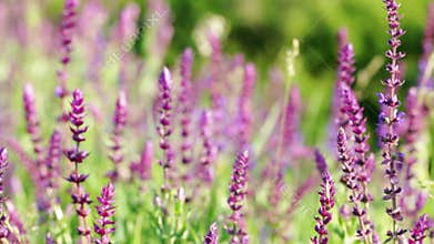 Wild flowers in the field waving on wind - closeup